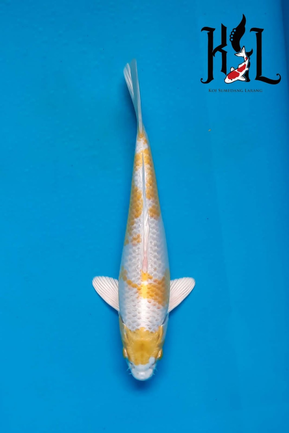 Juara 1
