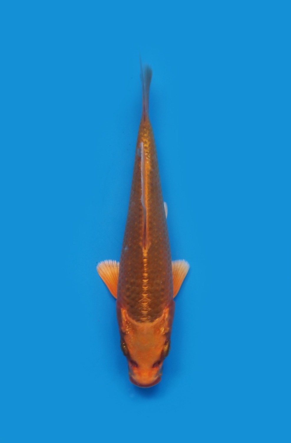 Juara 3