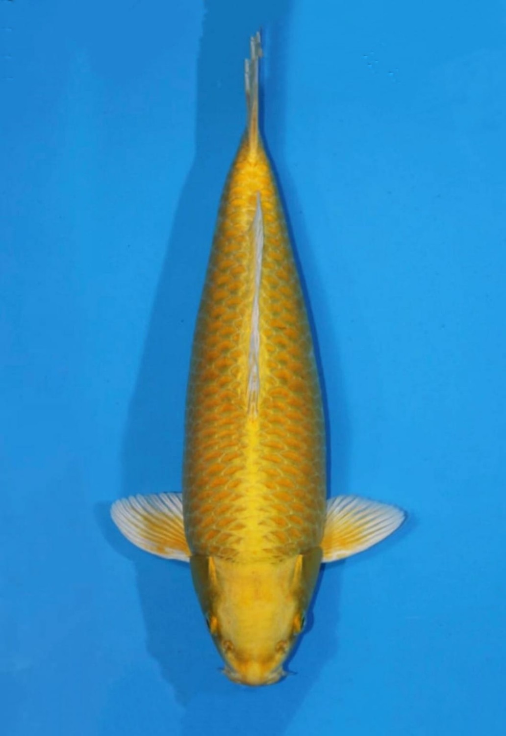 Best In Size E 46 - 50 cm