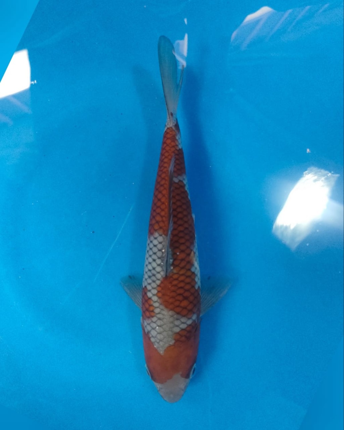 Juara 4