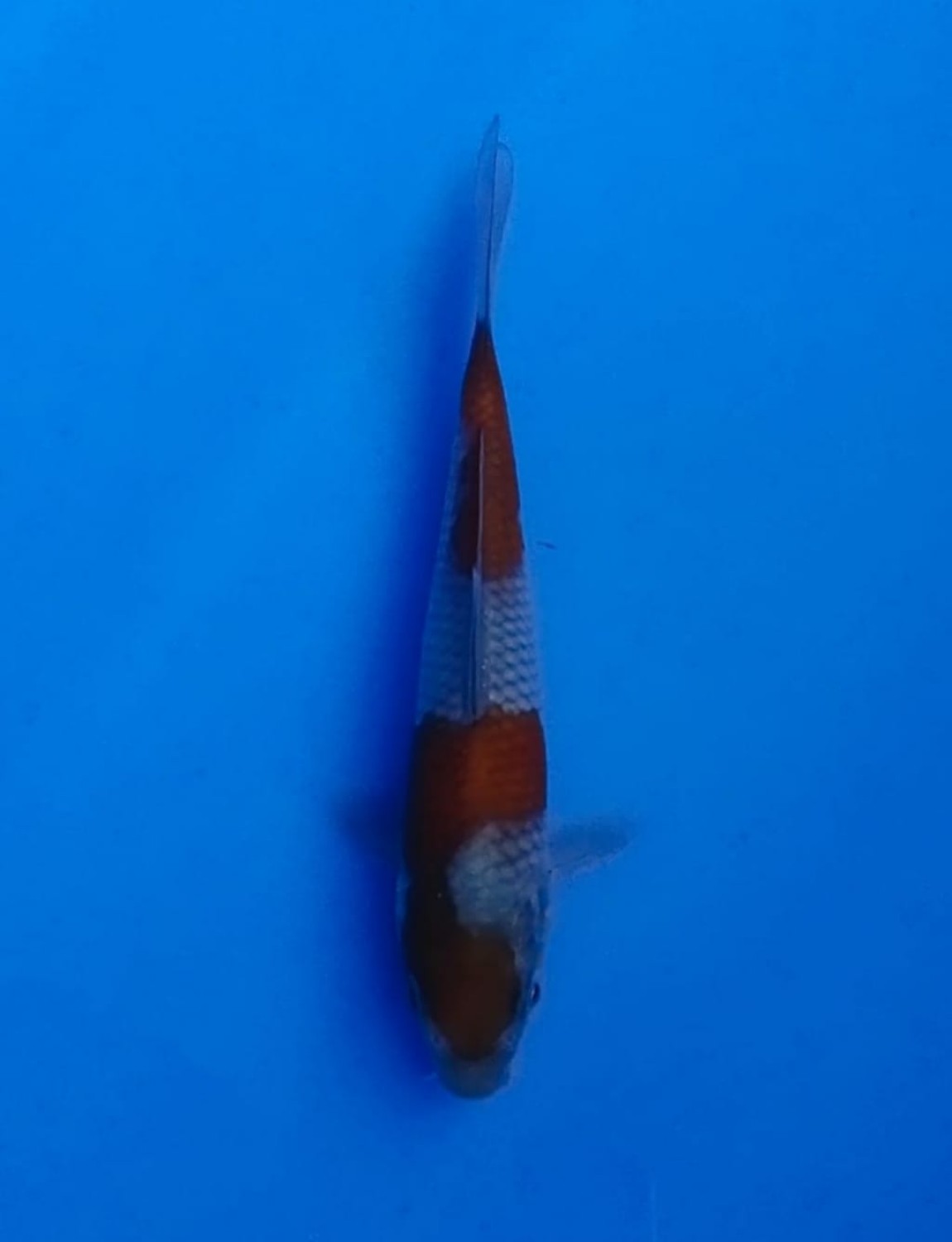 Juara 1