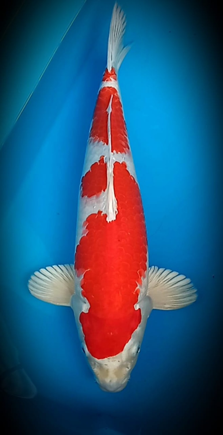 Juara 1