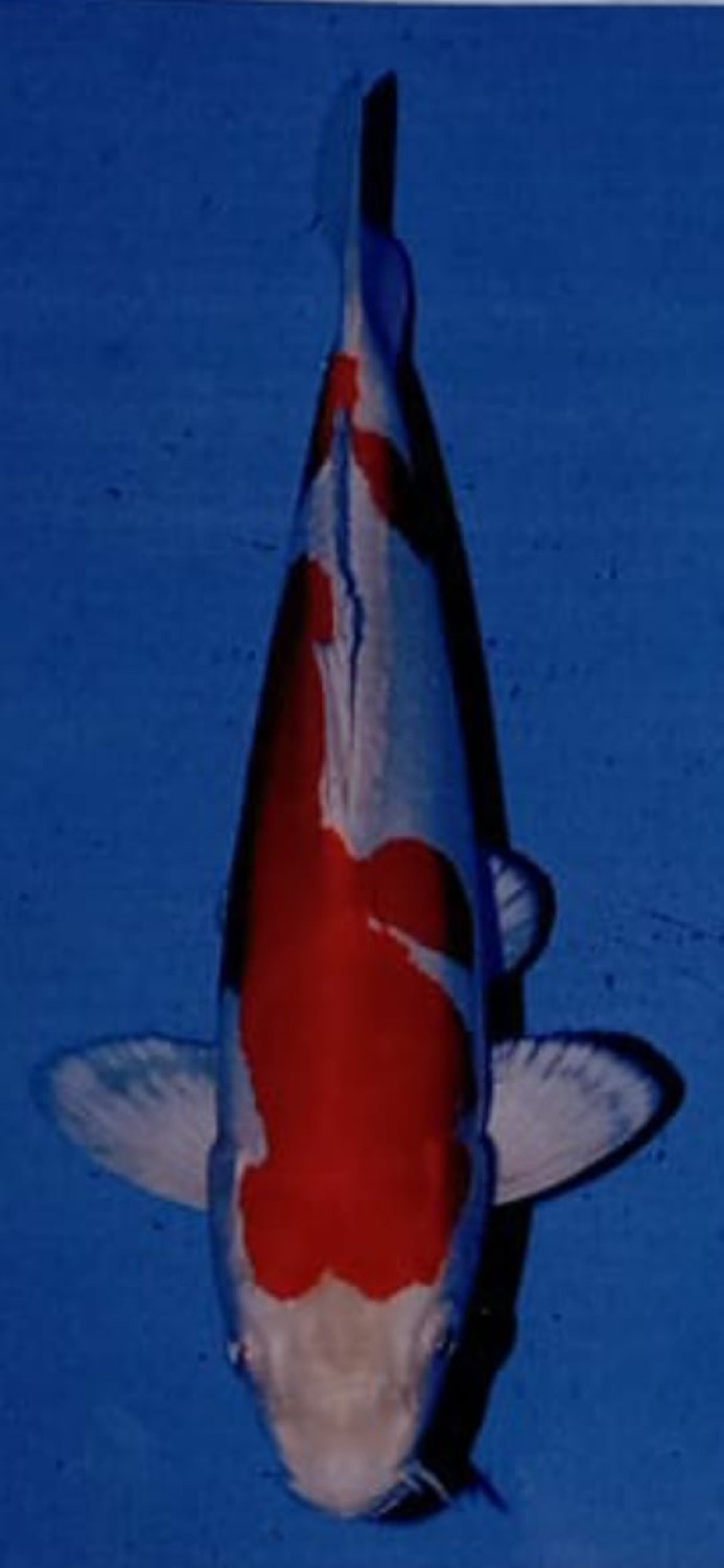 Juara 2