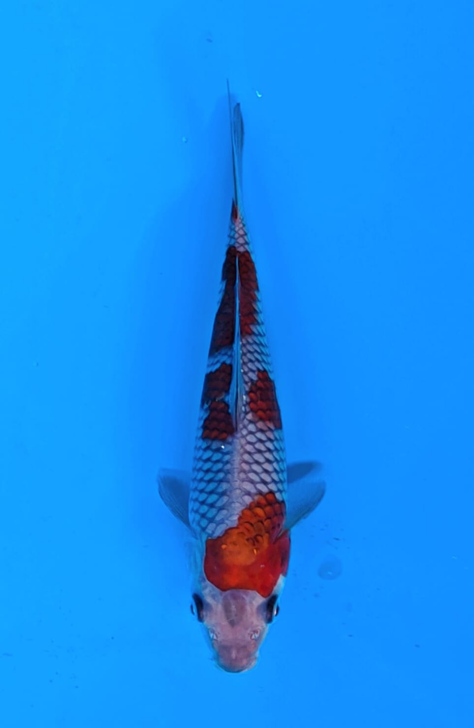 Juara 2