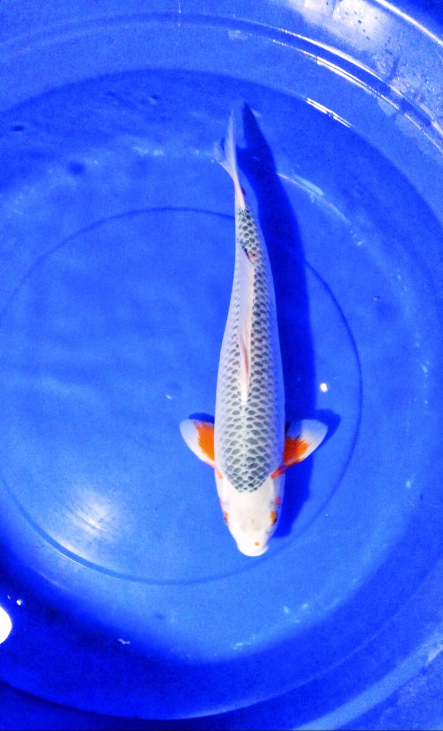 Juara 2