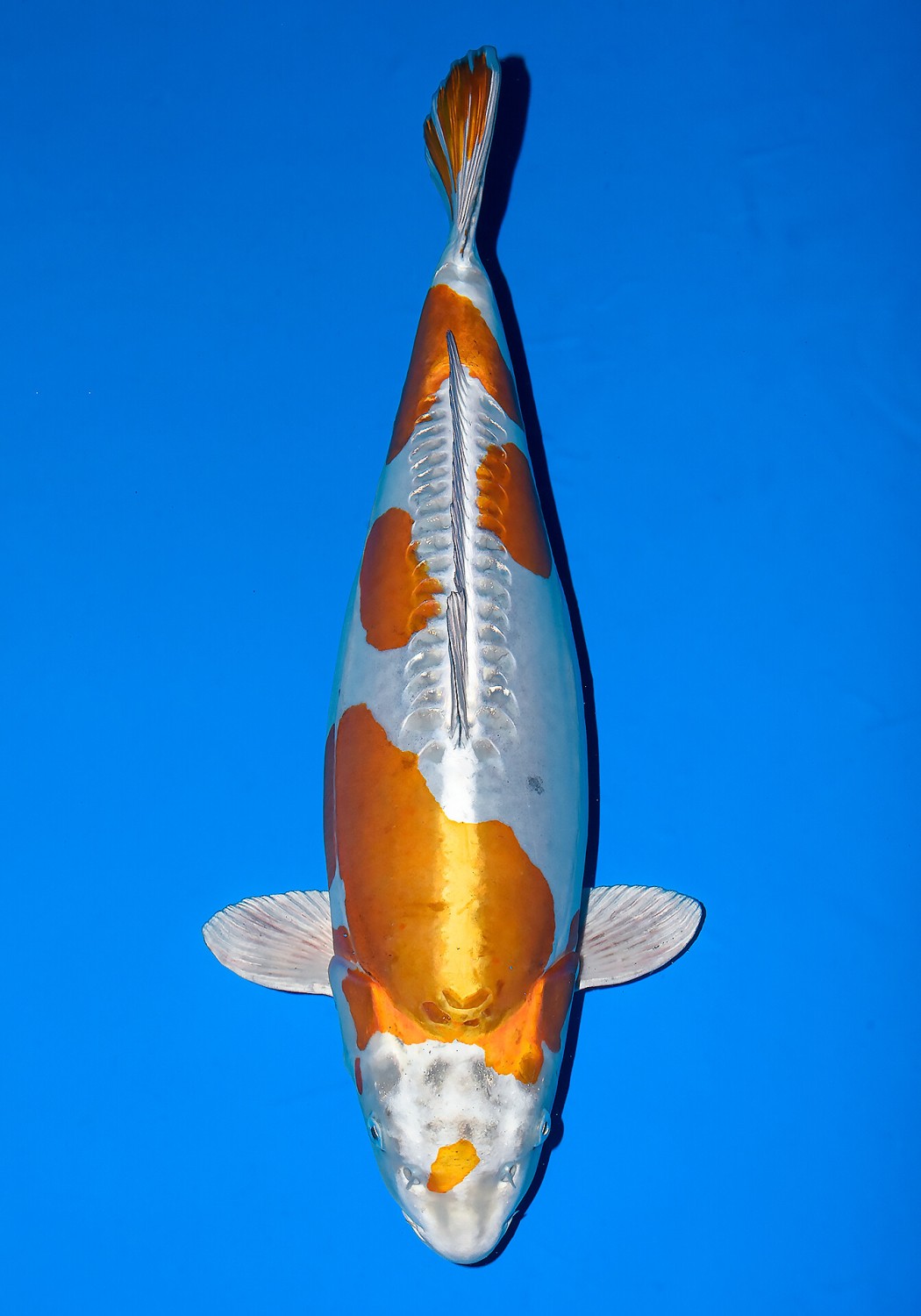 Juara 2