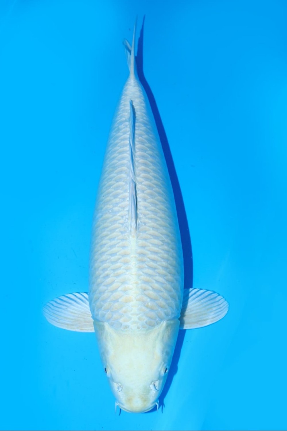 Juara 2
