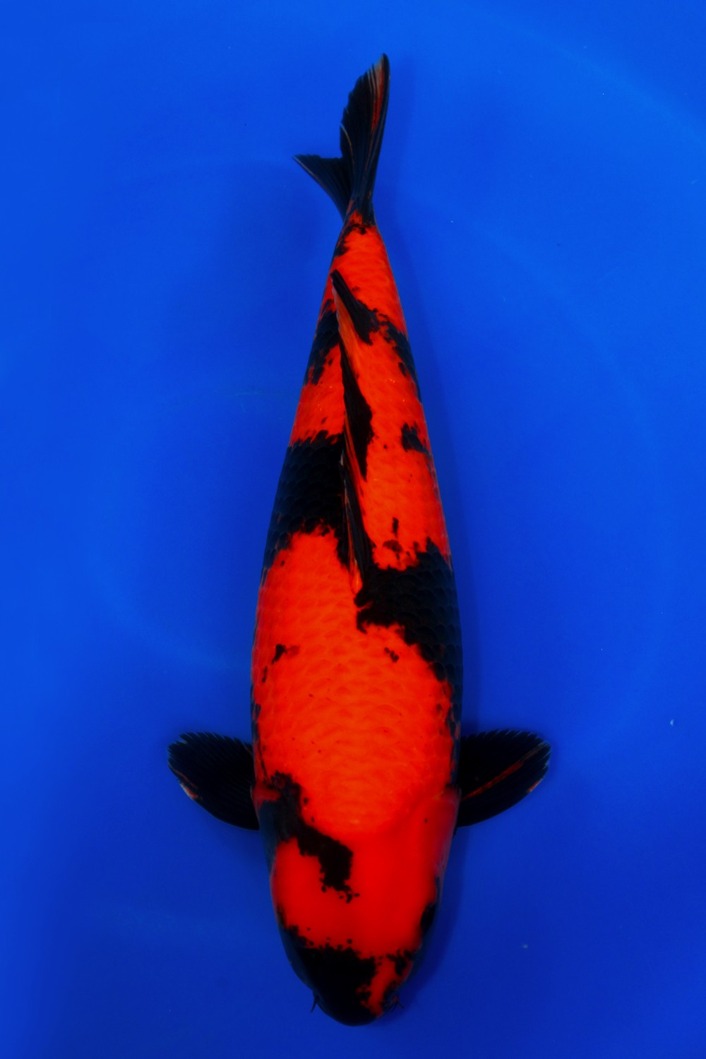 Juara 1