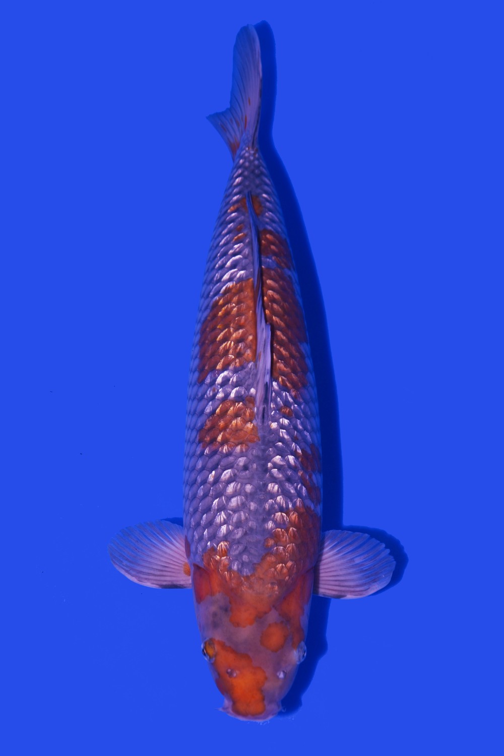 Juara 2