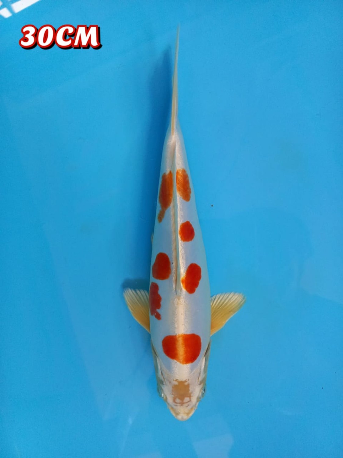 Juara 5