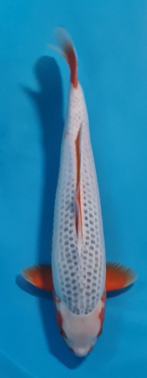 Juara 4