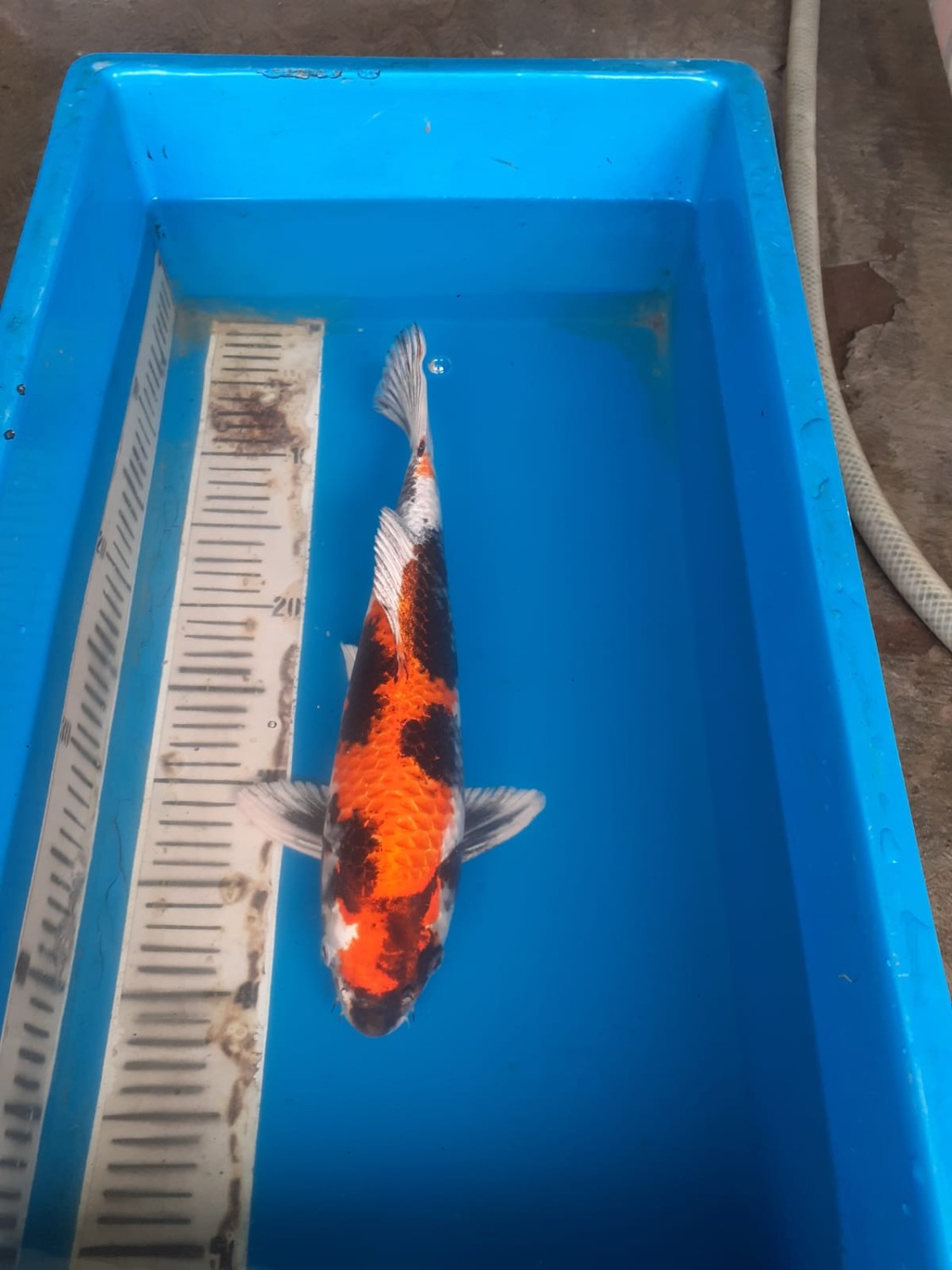 Juara 1