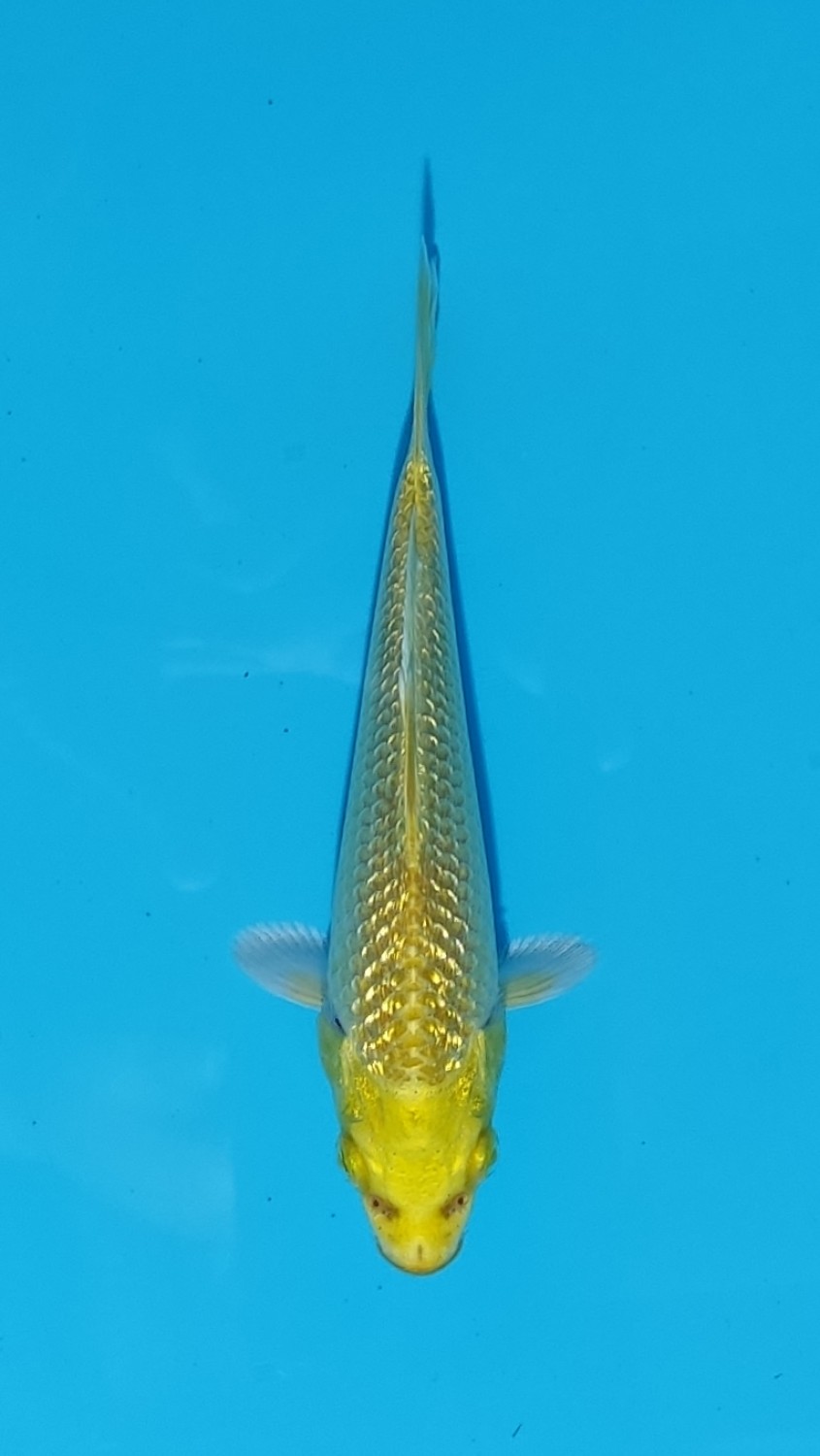 Juara 2