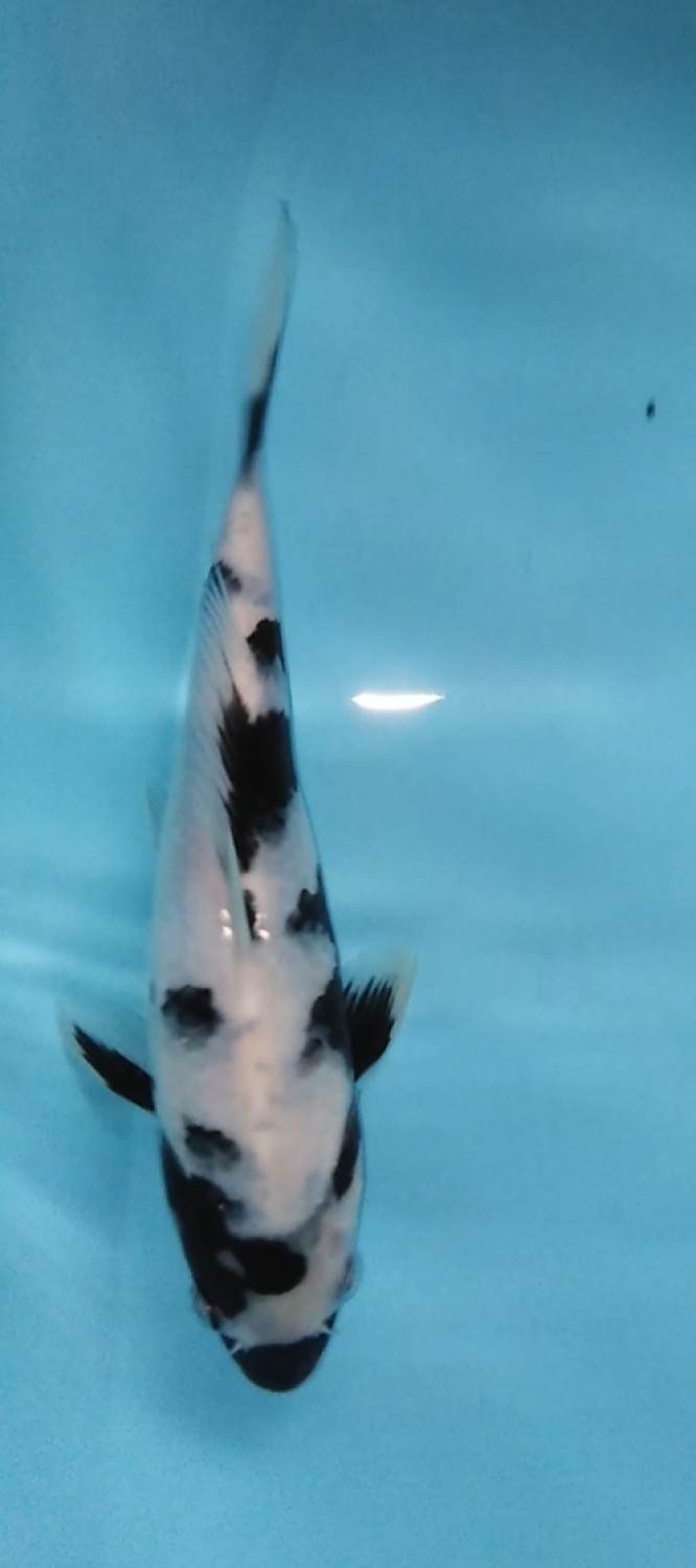 Juara 5