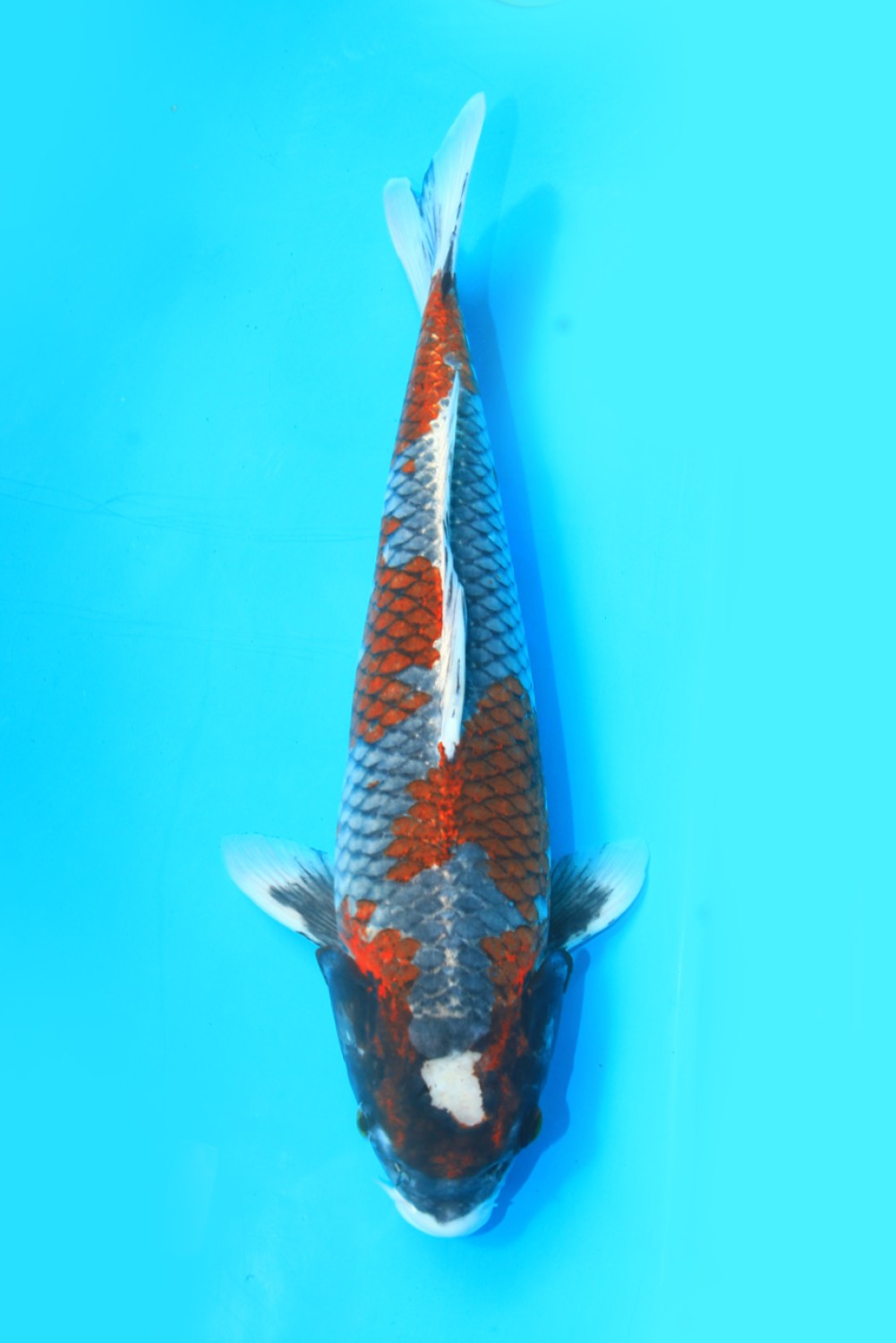 Juara 3