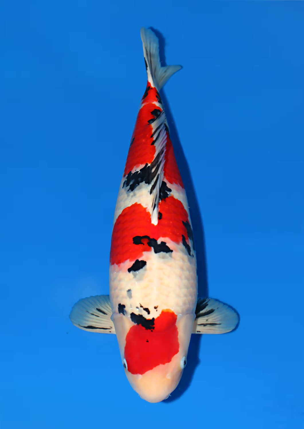 Juara 1