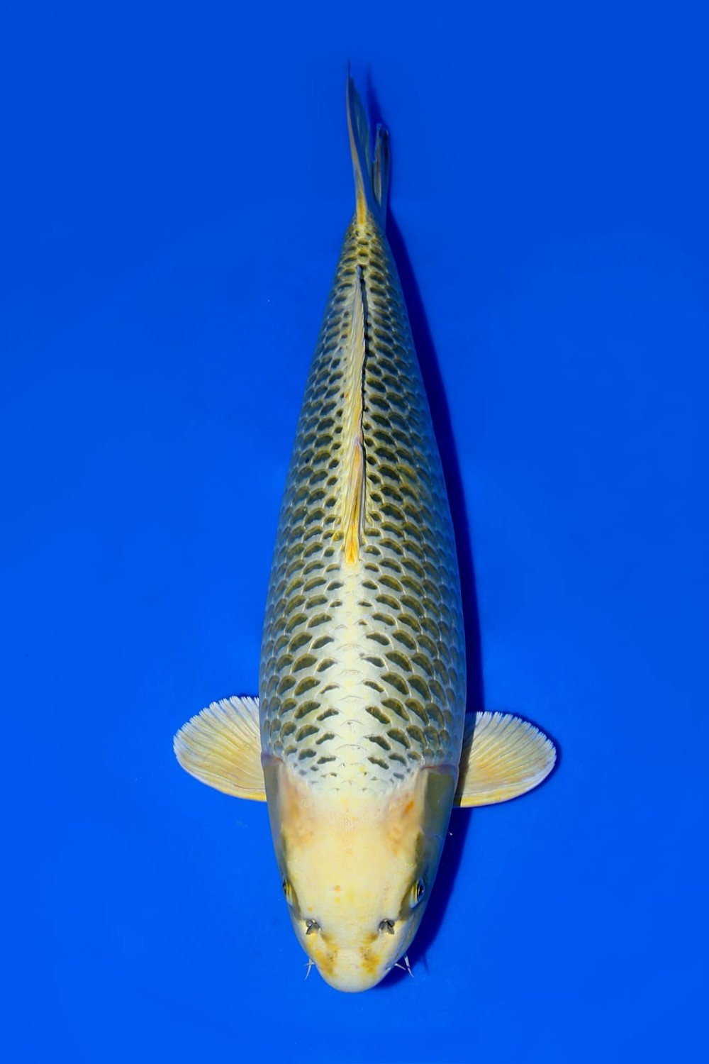 Juara 3