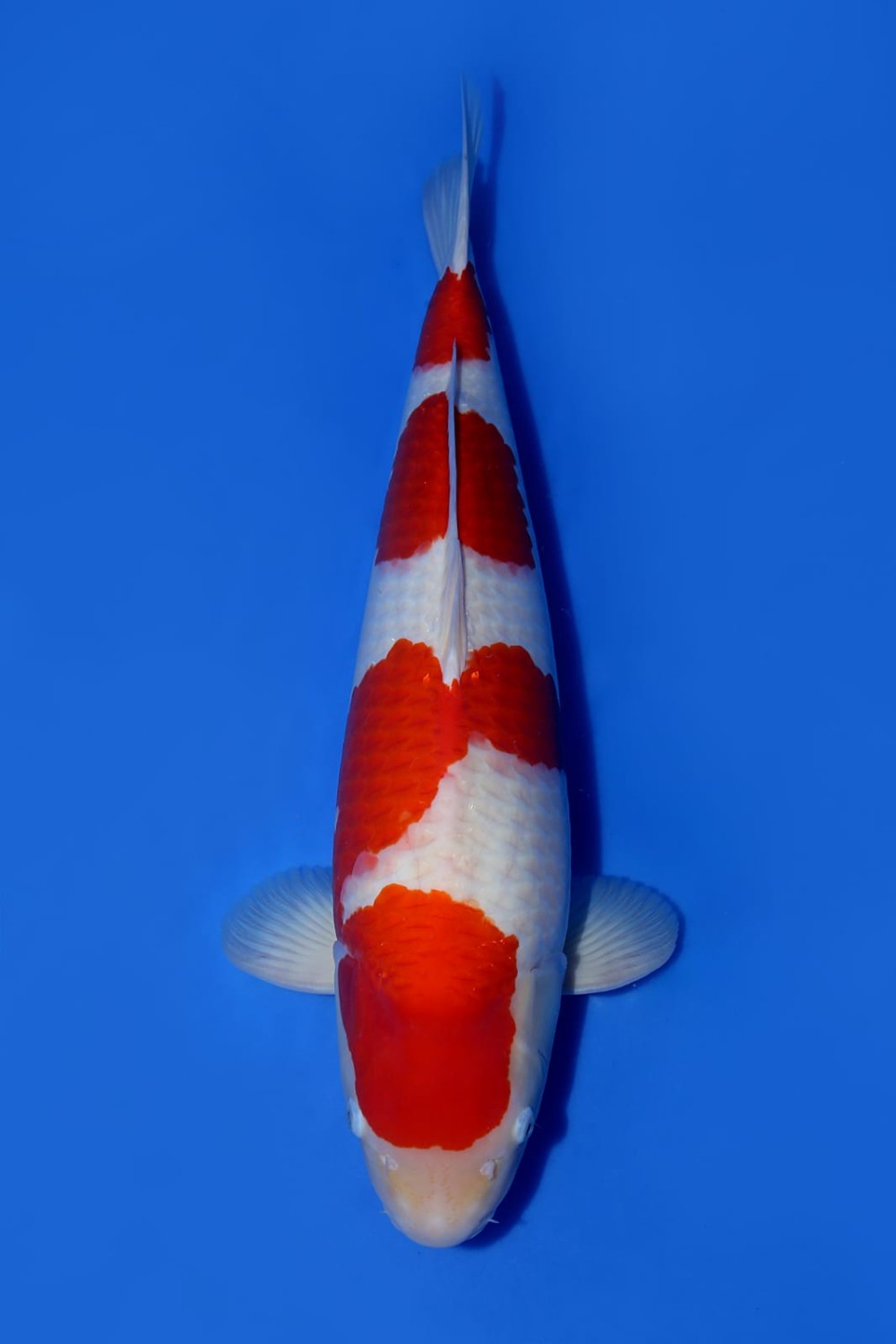 Best In Size A 56 - 60 cm