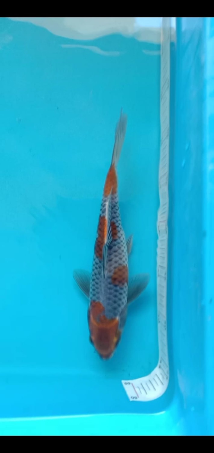 Juara 1