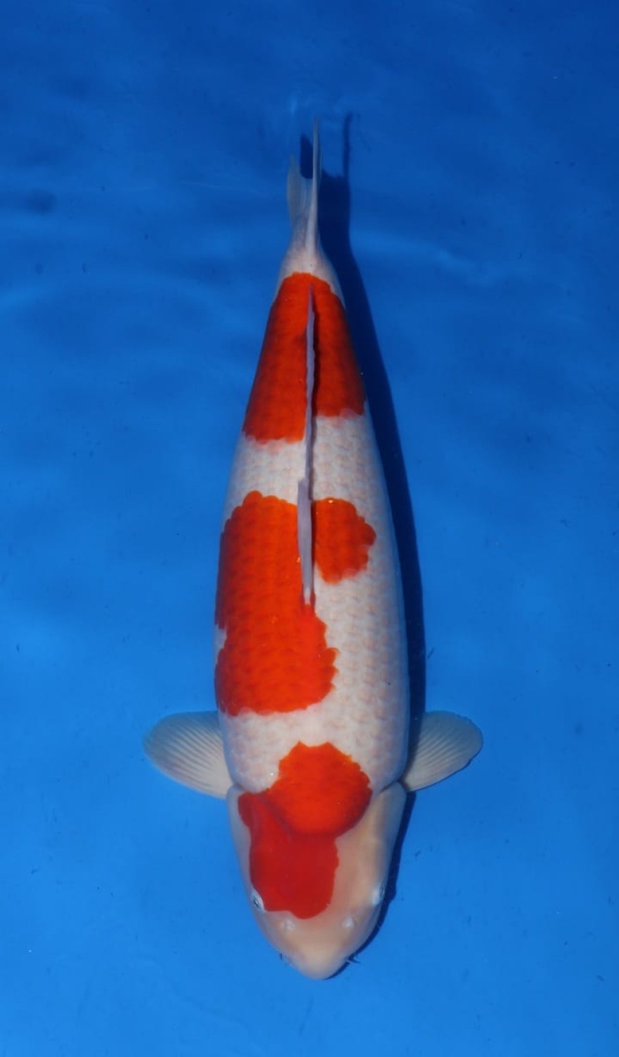 Best In Size A 66 - 70 cm