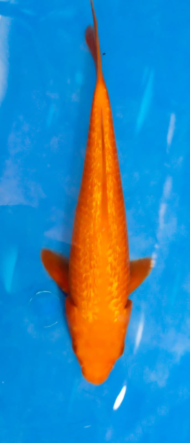 Juara 3