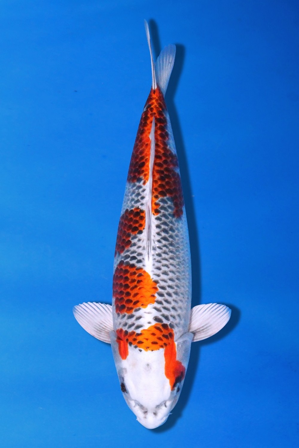 Juara 3