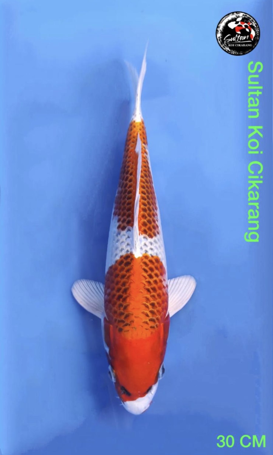Juara 1