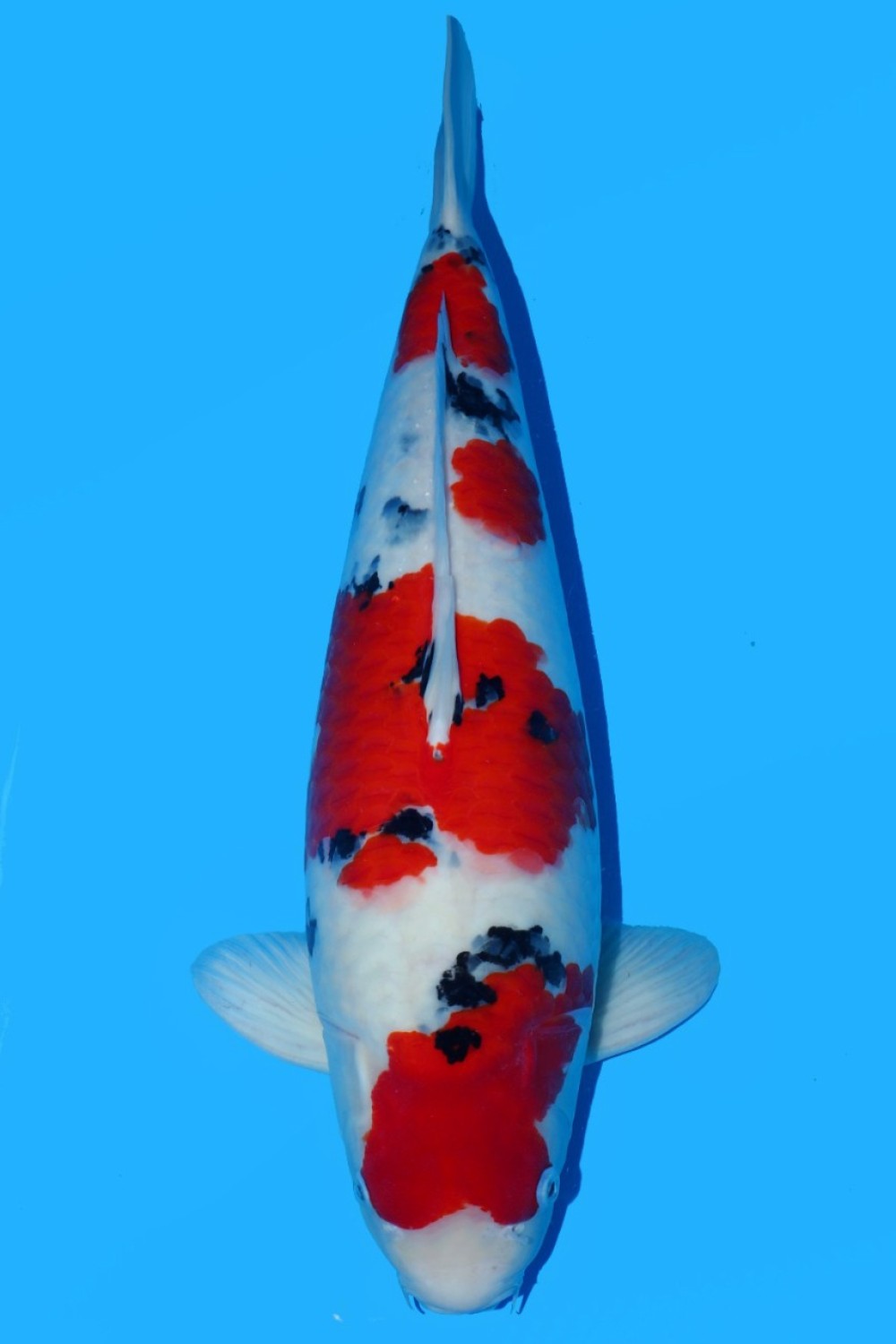Juara 2