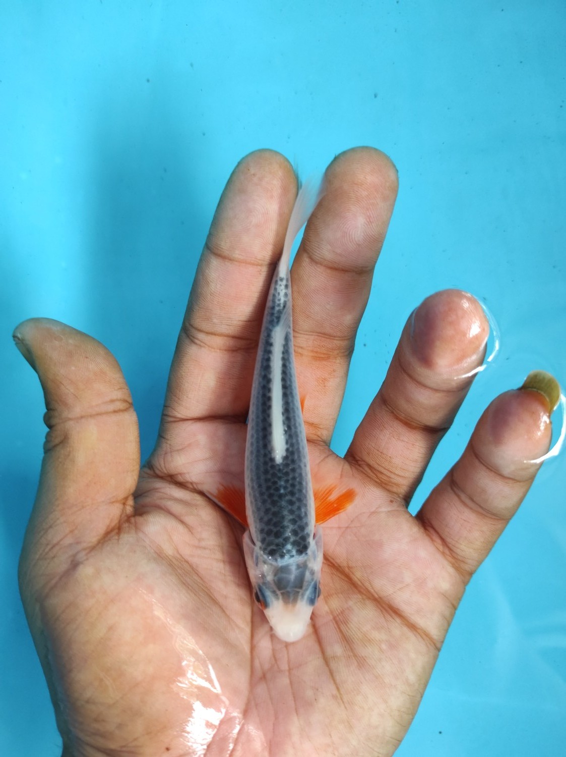 Juara 5