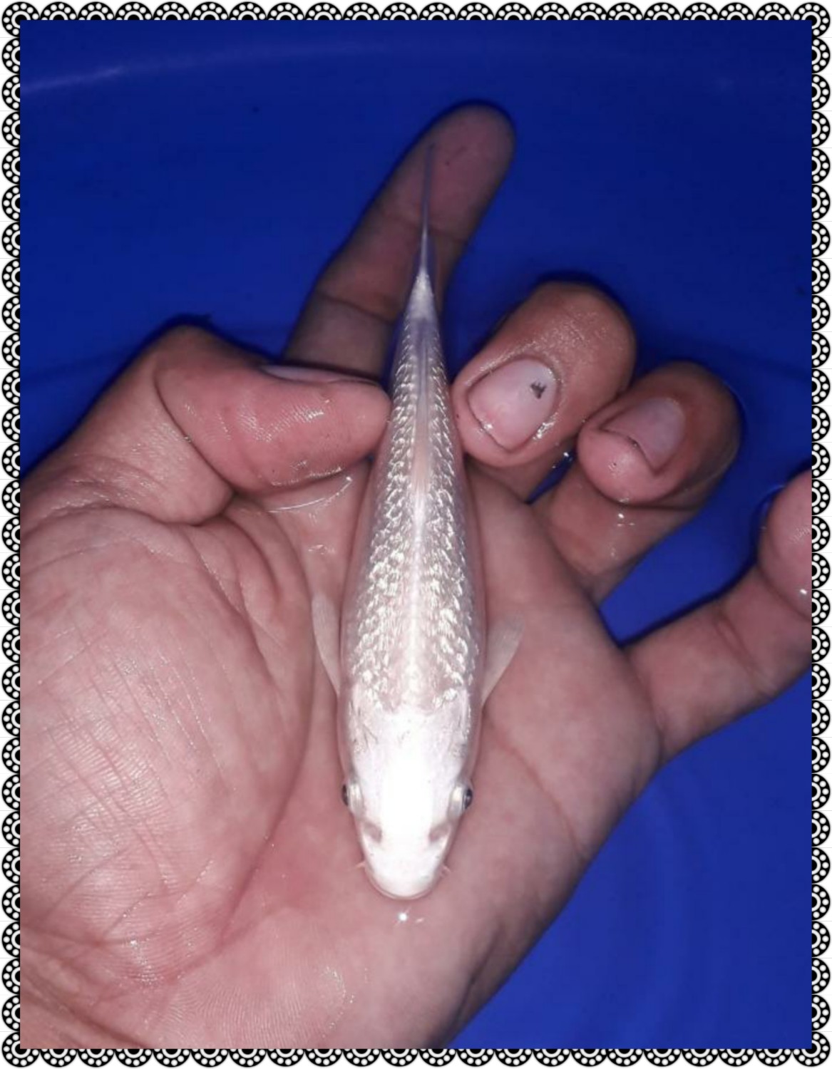Best In Size E Up To 12 cm