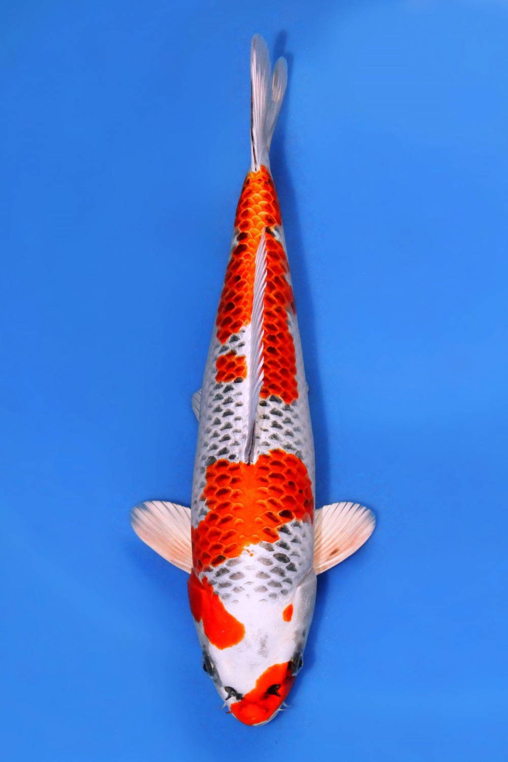 Juara 1
