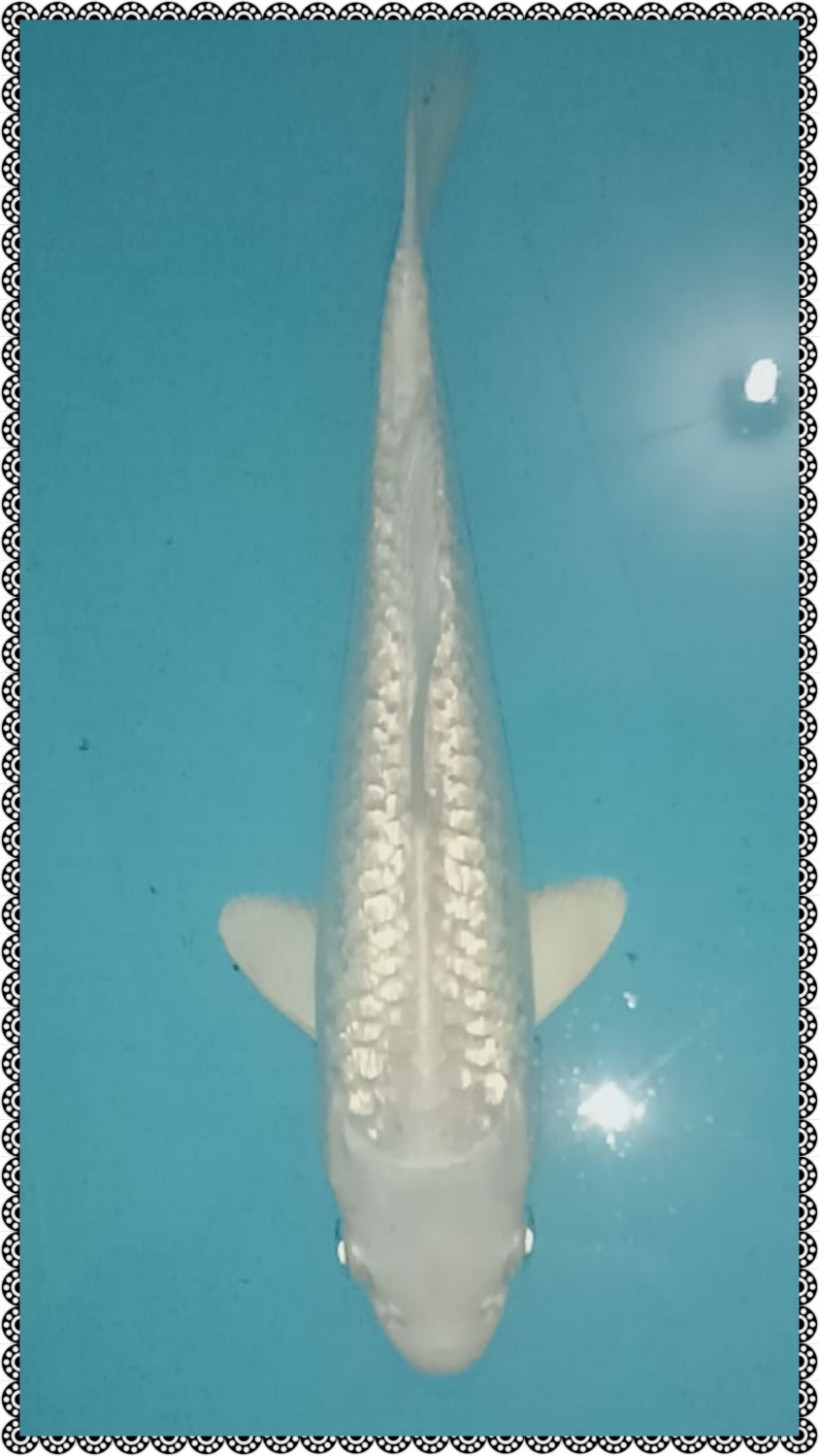 Best In Size E 16 - 20 cm