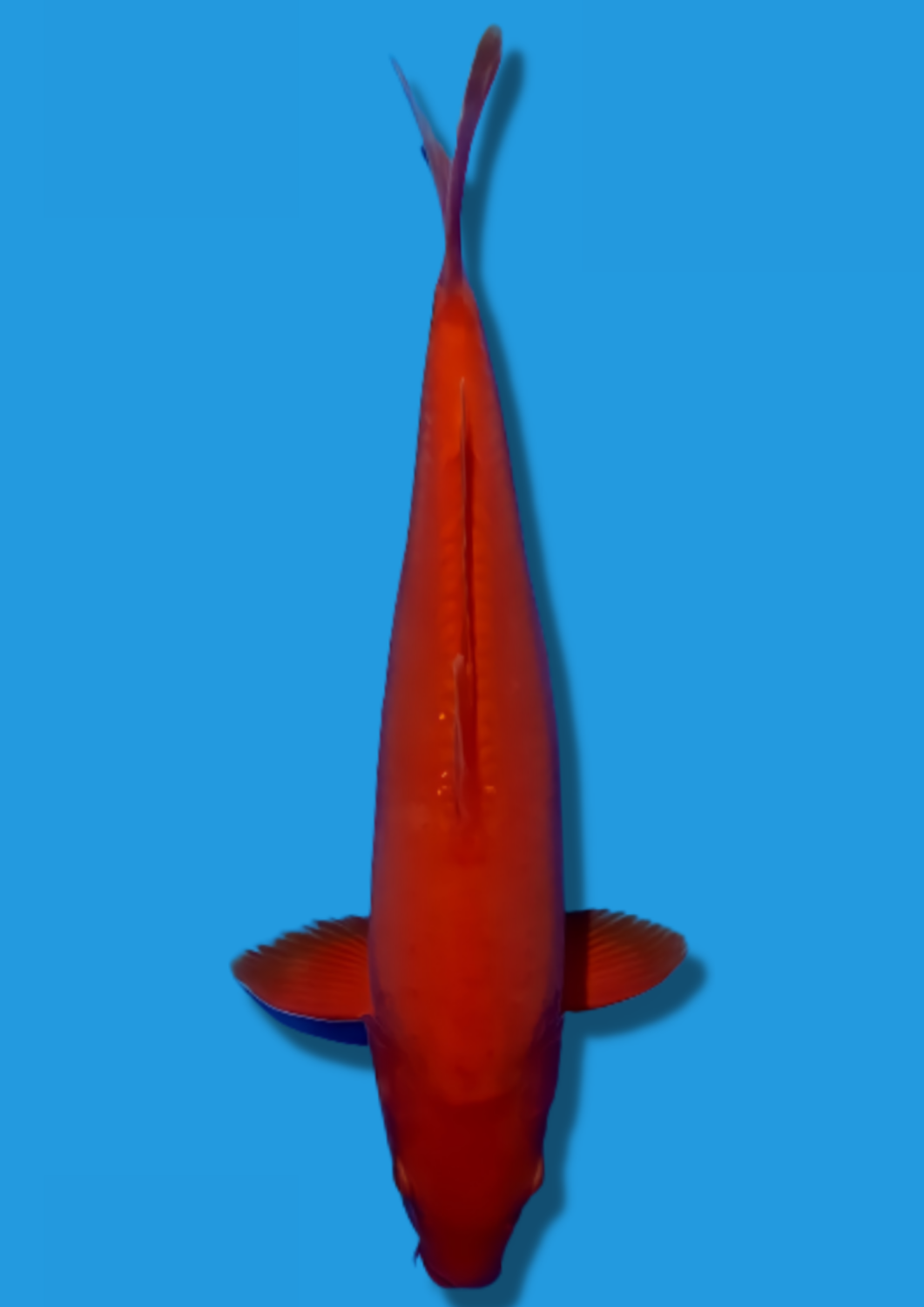 Juara 2