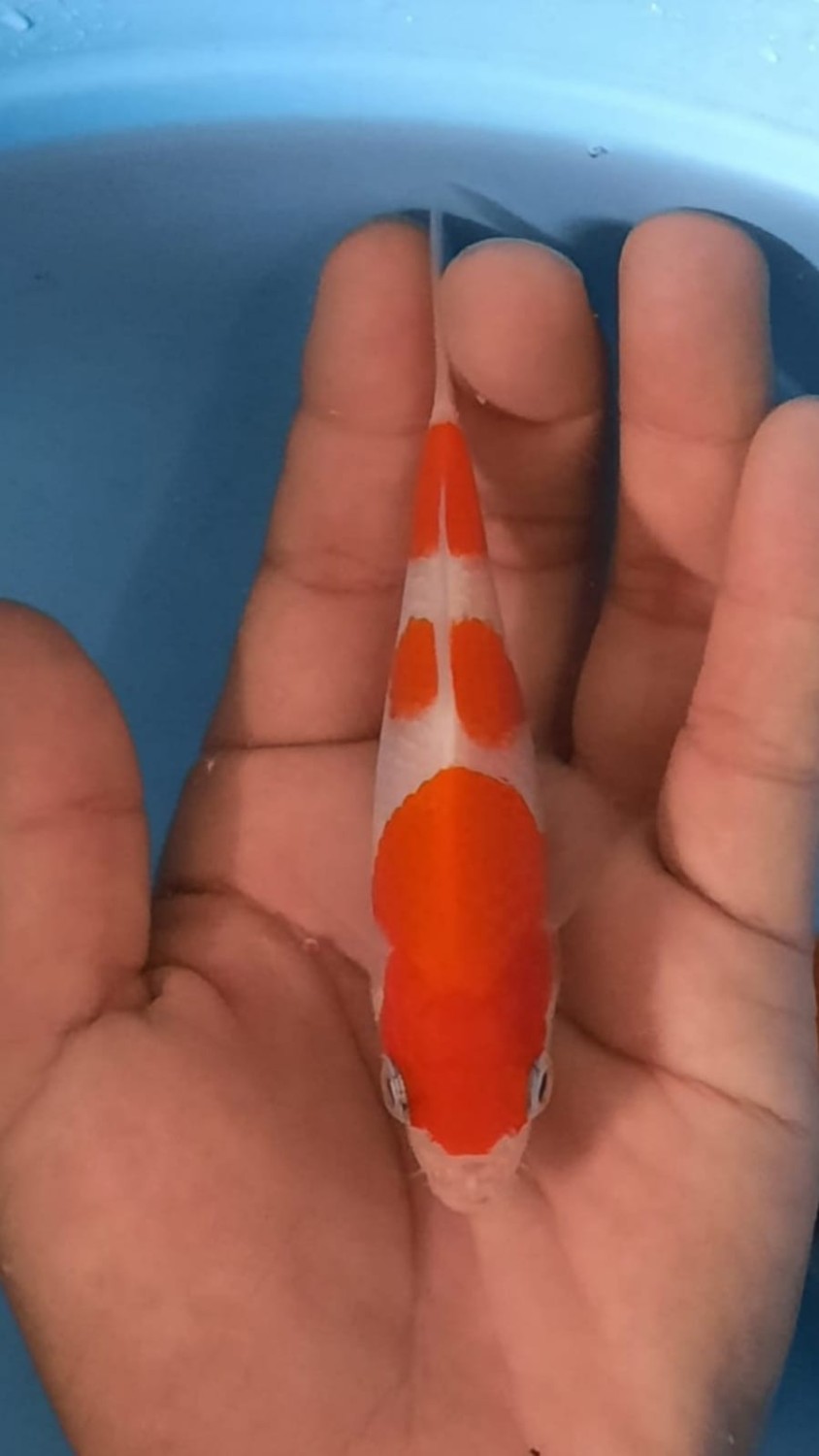 Best In Size A Up To 12 cm