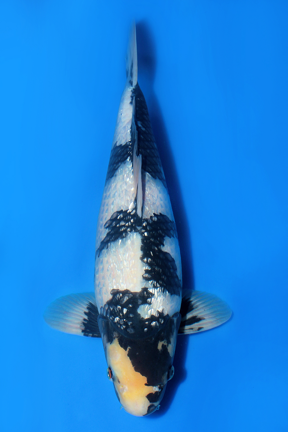 Juara 2