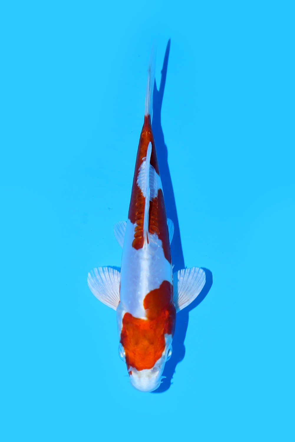 Juara 1