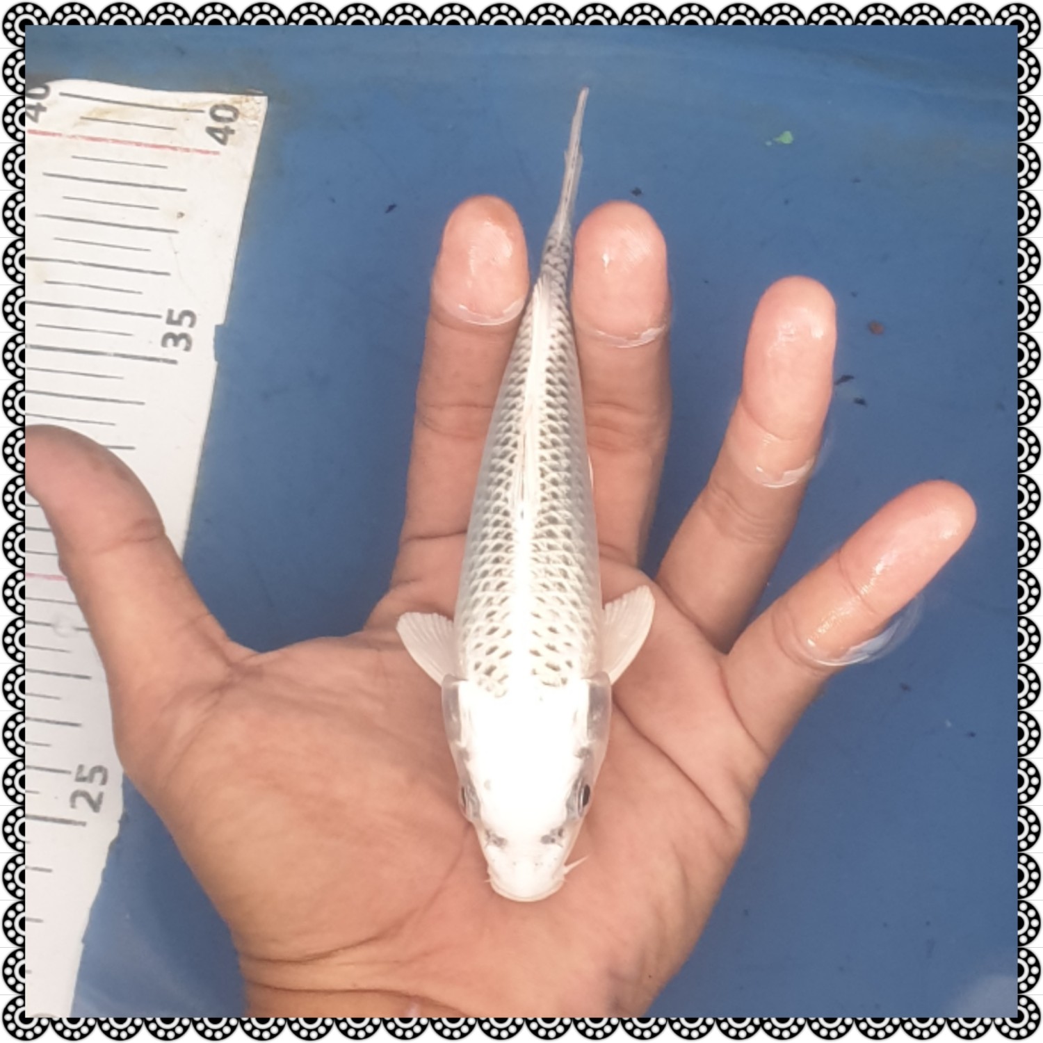 Juara 4
