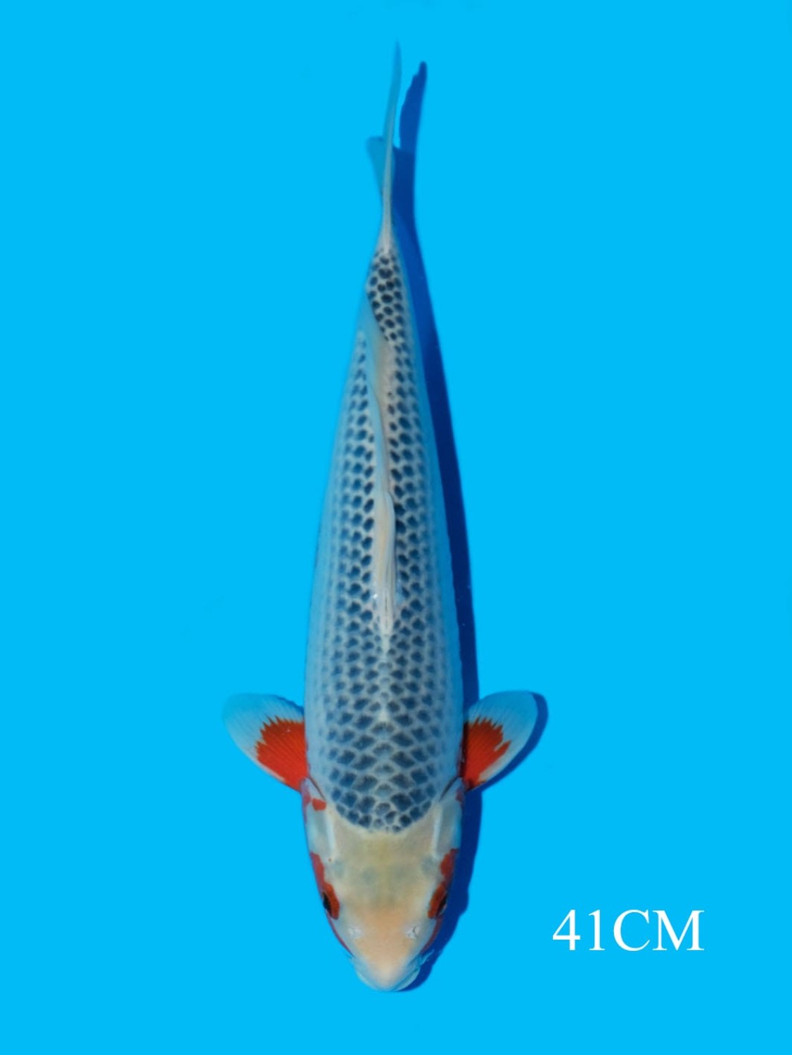 Juara 1