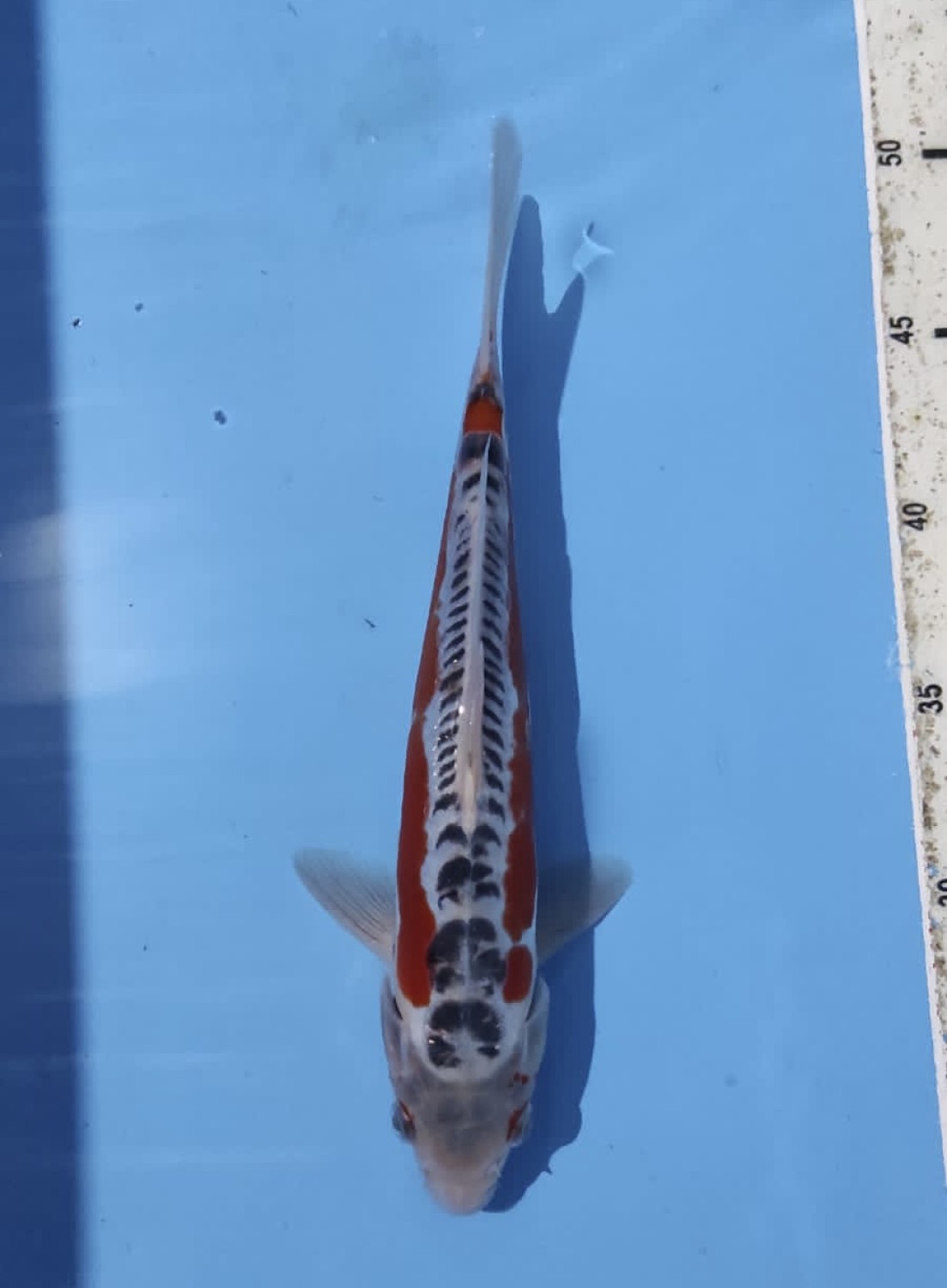 Best In Size D 21 - 25 cm