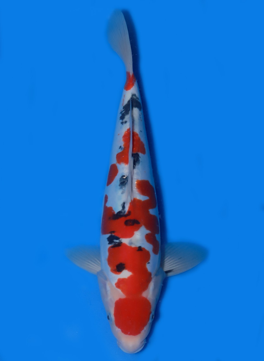 Juara 5