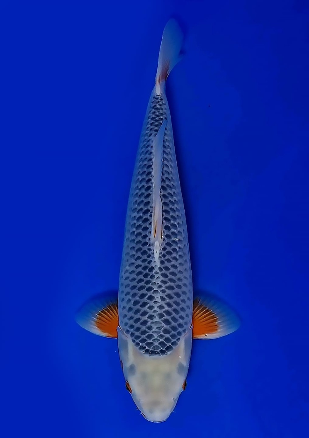 Juara 2