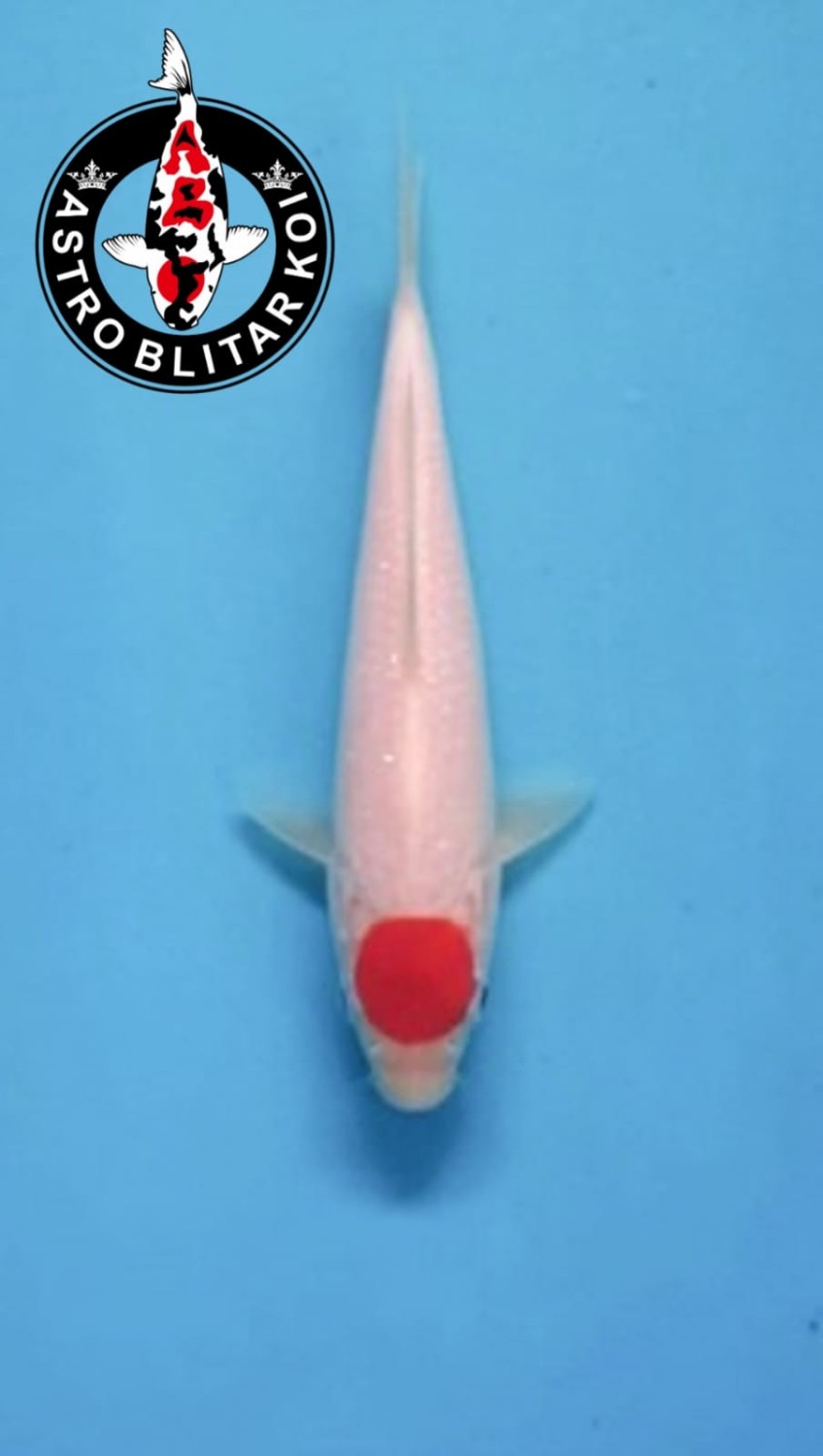 Best In Size C 13-15 cm