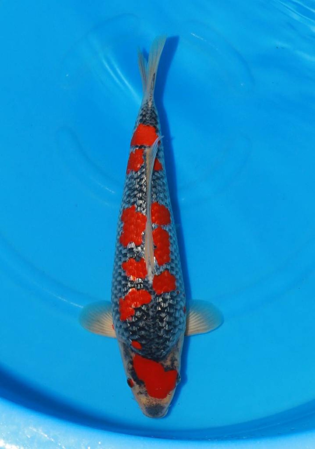 Juara 2