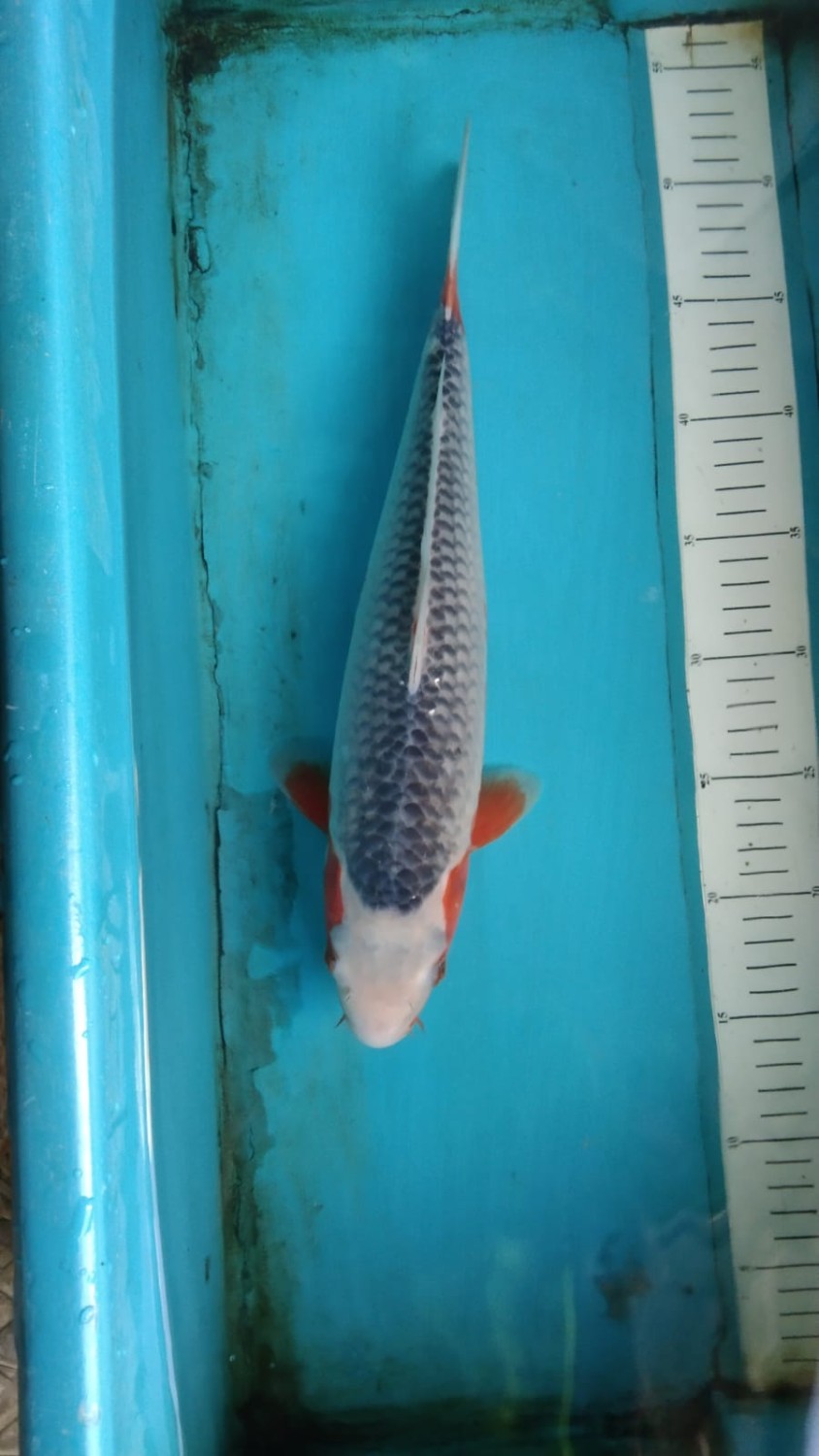 Juara 5