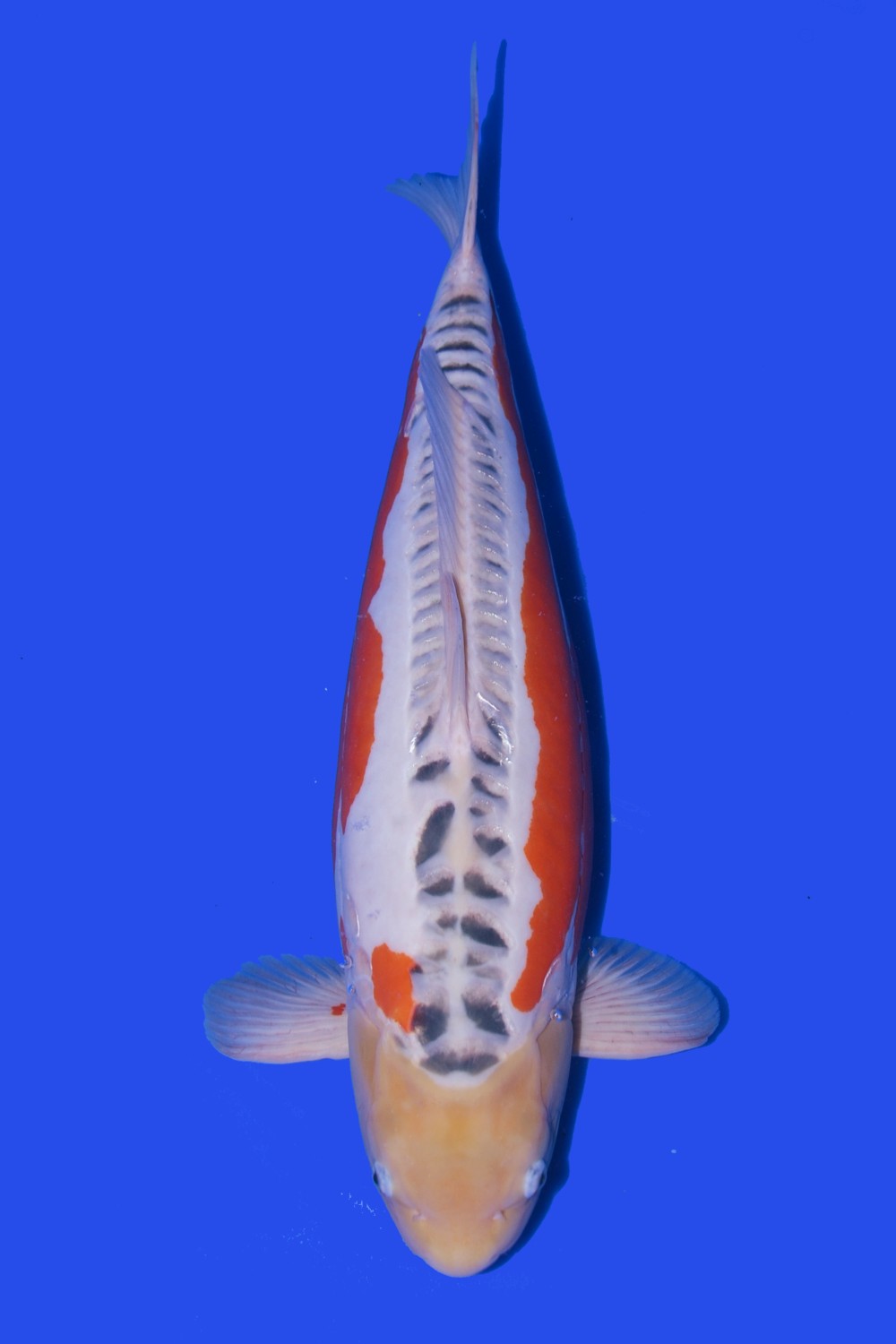 Best In Size D 61 - 65 cm