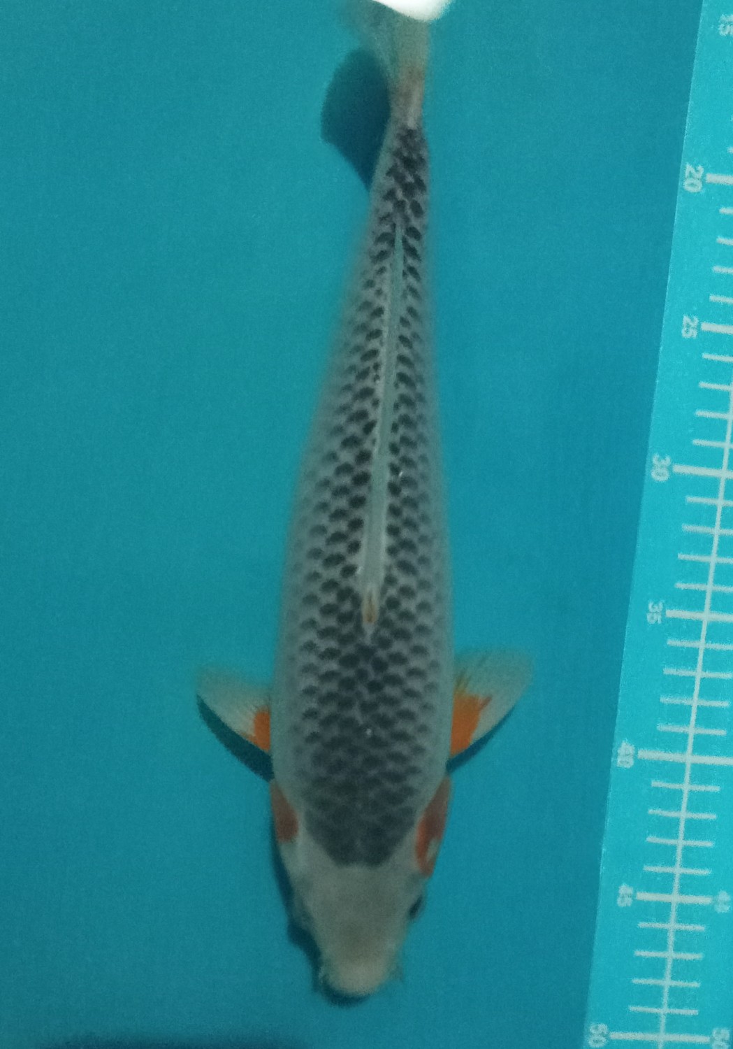 Juara 2