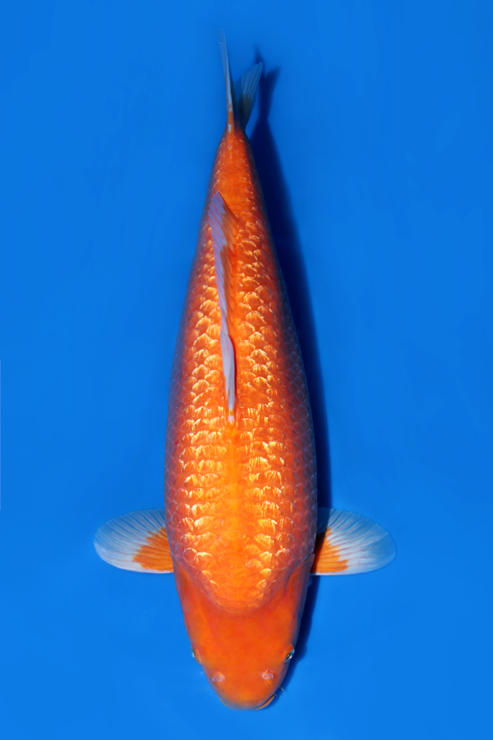 Best In Size E 61 - 65 cm
