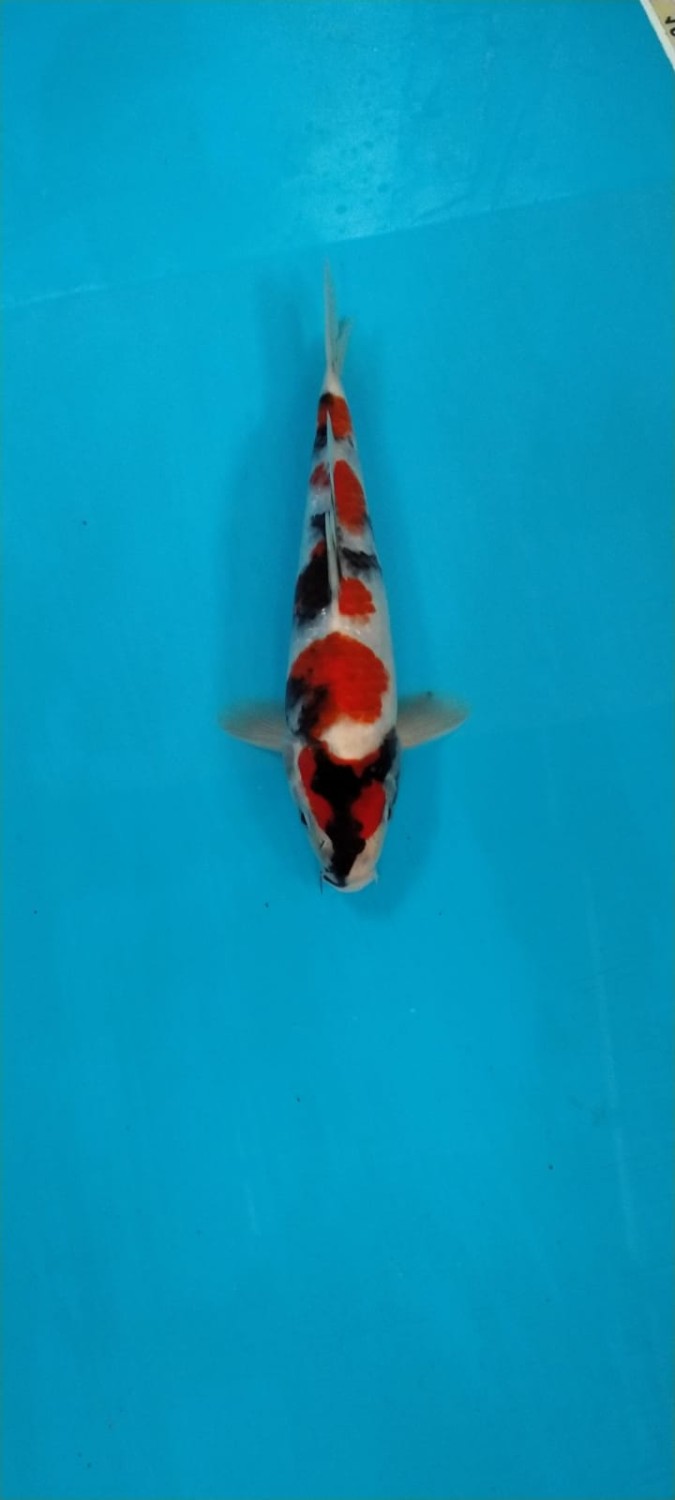 Juara 2