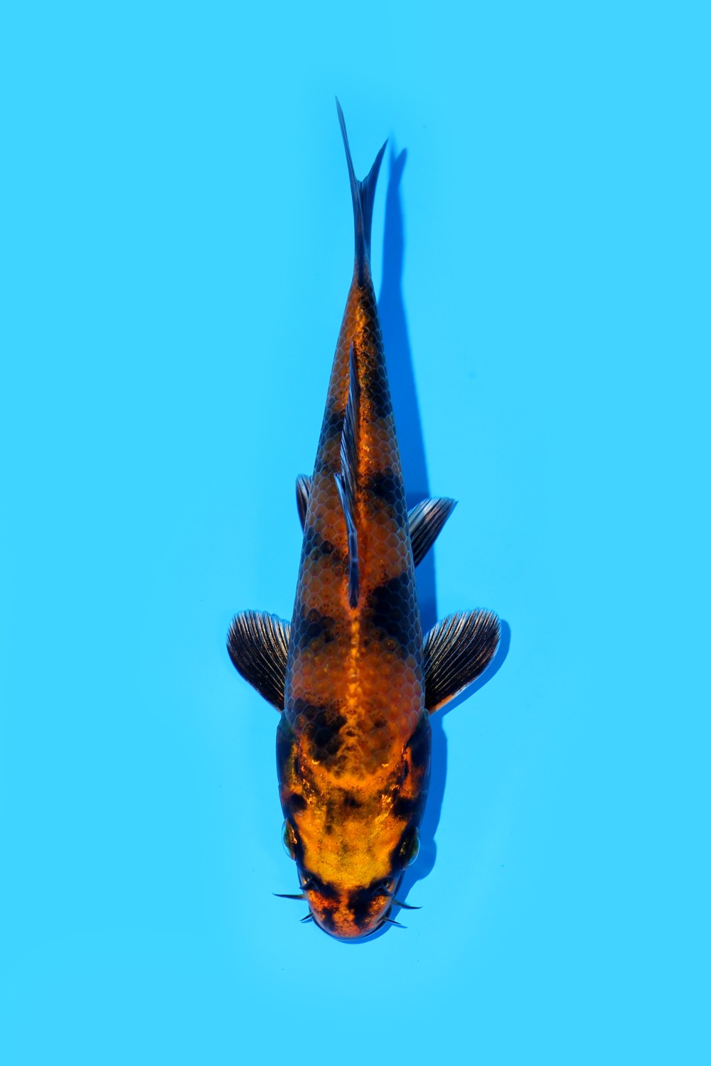 Juara 1