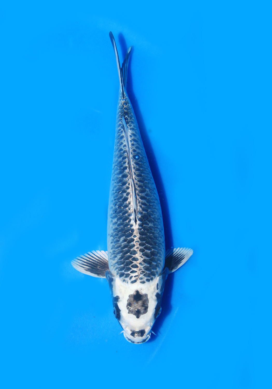 Juara 2